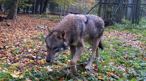 Grusel-Walk im Wildpark Weilburg zu Halloween