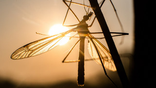 Mückenalarm nach Rhein-Hochwasser: Experten befürchten Plage