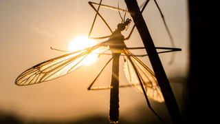 Regen sorgt für Mehrarbeit bei Stechmückenjägern entlang des Rheins
