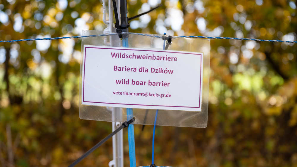 Ein Schild mit der Aufschrift «Wildschweinbarriere» hängt an einem Zaun zur Einzäunung des gefährdeten Gebietes.