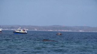 Kann der Buckelwal von Timmendorfer Strand es schaffen?