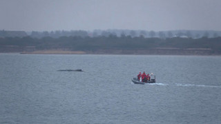 Versuch am Nachmittag: Buckelwal soll zum Wegschwimmen animiert werden