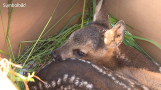 Rehkitze vor dem Mähdrescher retten - Teams üben den Ernstfall