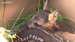 Rehkitze vor dem Mähdrescher retten - Teams üben den Ernstfall
