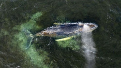 Wenn der Wal stirbt, soll er zu Biodiesel verarbeitet werden