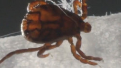 Zeckensaison in Deutschland geht los: Diese Regionen sind besonders betroffen