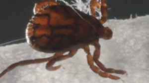 Zeckensaison in Deutschland geht los: Diese Regionen sind besonders betroffen