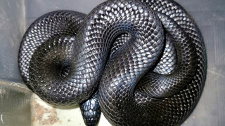 Kirchhain: Schwarze Königsnatter gefunden - Herkunft unklar