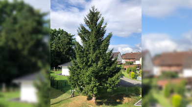 Baum für Märchenweihnachtsmarkt in Kassel kommt aus Breuna