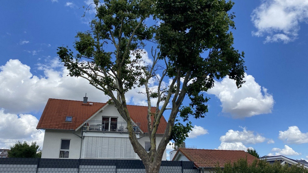 Diese Platane ist in Butzbach vergiftet worden.