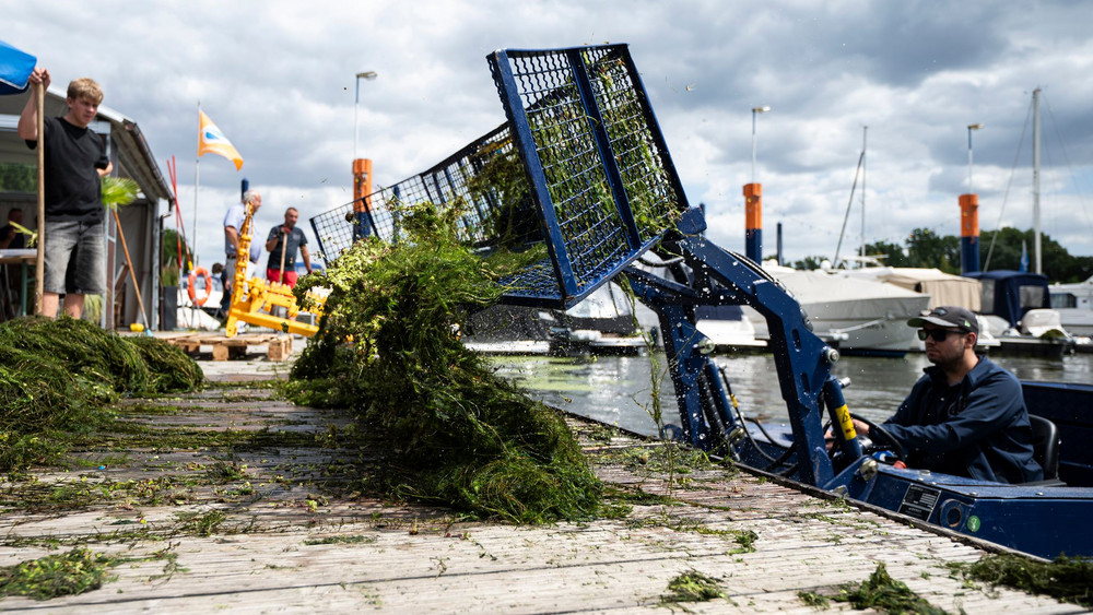 Bekämpfung der Wasserpest im Schiersteiner Hafen