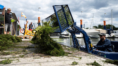 So wird die Wasserpest im Schiersteiner Hafen bekämpft