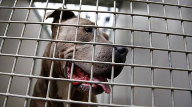 Marburg: Mann ersticht seinen eigenen aggressiven Hund