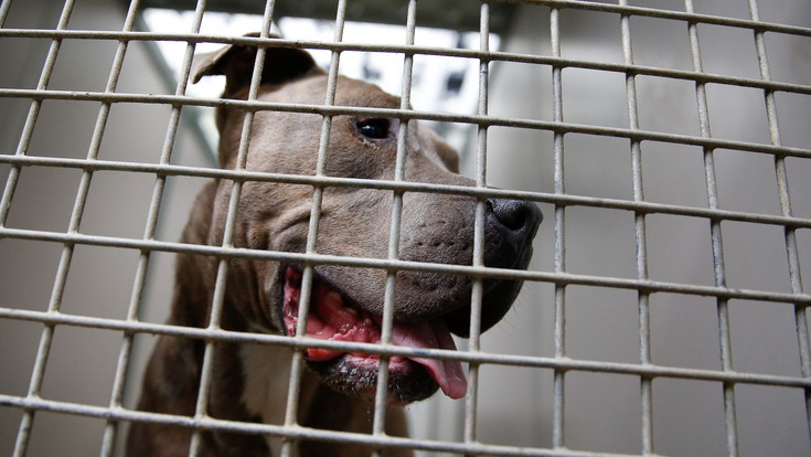 Marburg: Mann ersticht seinen eigenen aggressiven Hund