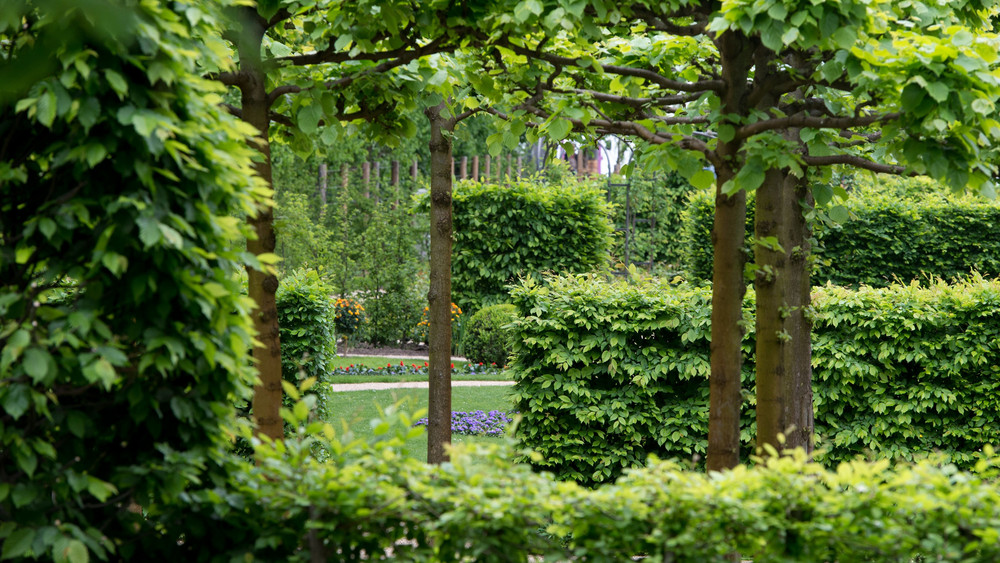 Weihnachtspflanzen entdecken im Botanischen Garten