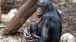 Zoo Frankfurt feiert Bonobo-Nachwuchs voller Freude