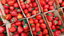 Erdbeer-Saison startet in Hessen