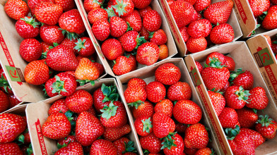 Erdbeer-Saison startet in Hessen