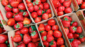 Erdbeer-Saison startet in Hessen