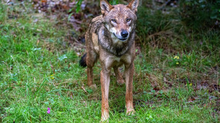 Wolfsbericht in Hessen: 46 Wolfsangriffe auf Nutztiere registriert