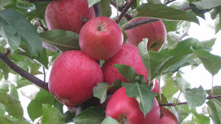 Krifteler Obstbauern kämpfen dieses Jahr mit noch mehr Obstdiebstahl