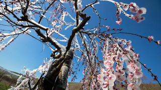 Die Eisheiligen sind nicht mehr die Eisheiligen