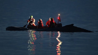 Sorge um Buckelwal vor Timmendorfer Strand: Tier kann sich nicht freischwimmen
