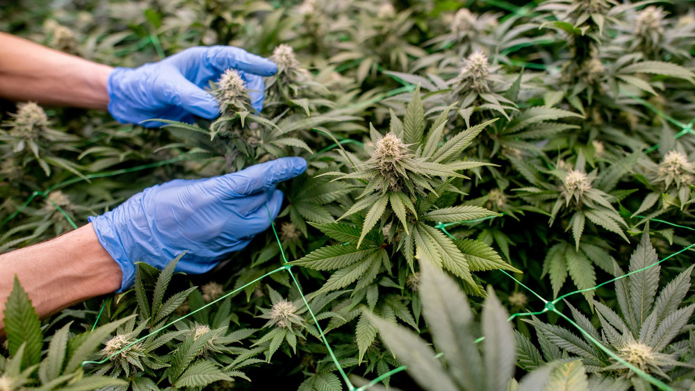 Cannabis Social Club Ganderkesee