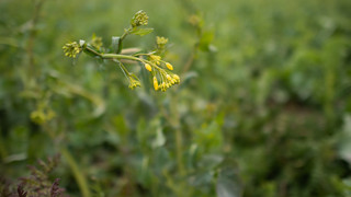 Kreisbauernverband Fulda-Hünfeld: Schneefall sorgt für Ernteausfälle