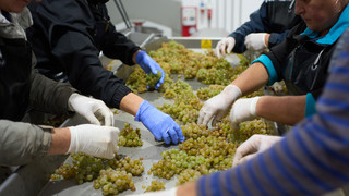 Schätzung: Winzer rechnen mit größerer Weinernte