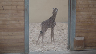 Kleine Giraffe, große Hoffnung: Nachwuchs im Opel-Zoo