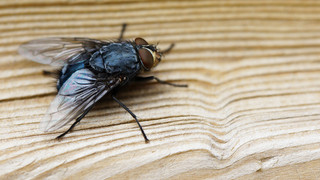 Fliegenplage in Gründau: Anwohner verdächtigen Kompostanlage
