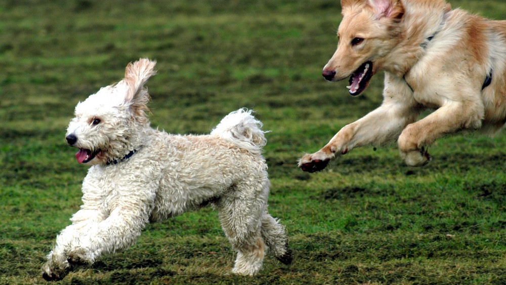 Ein Hund ist nach dem Angriff durch einen anderen Hund in Wiesbaden-Biebrich gestorben. Die Polizei sucht Halter und Zeugen (Symbolbild).