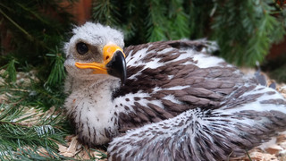 Fünf Wolfswelpen und zwei Fischotter-Babys im Wildtierpark Edersee