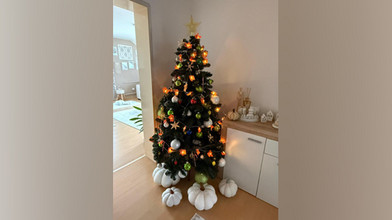 Der früheste Weihnachtsbaum der Welt steht in Schöneck