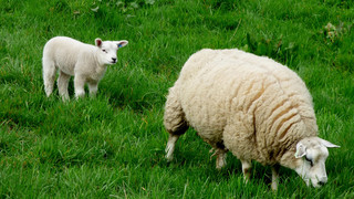 Rasen mähen mit Miet-Schaf: Natürliche Gartenpflege