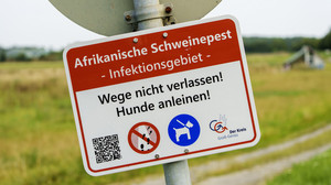 Kreis Groß-Gerau lockert Maßnahmen gegen Afrikanische Schweinepest