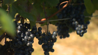 Weinmarkt in der Krise?
