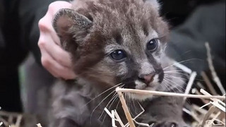 Puma-Drillinge: Gechippt und geimpft ins Freigehege 