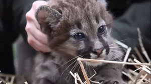 Puma-Drillinge: Gechippt und geimpft ins Freigehege 