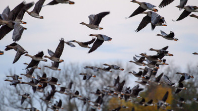 Vogelgrippe breitet sich aus - 400000 Tiere vorsorglich getötet