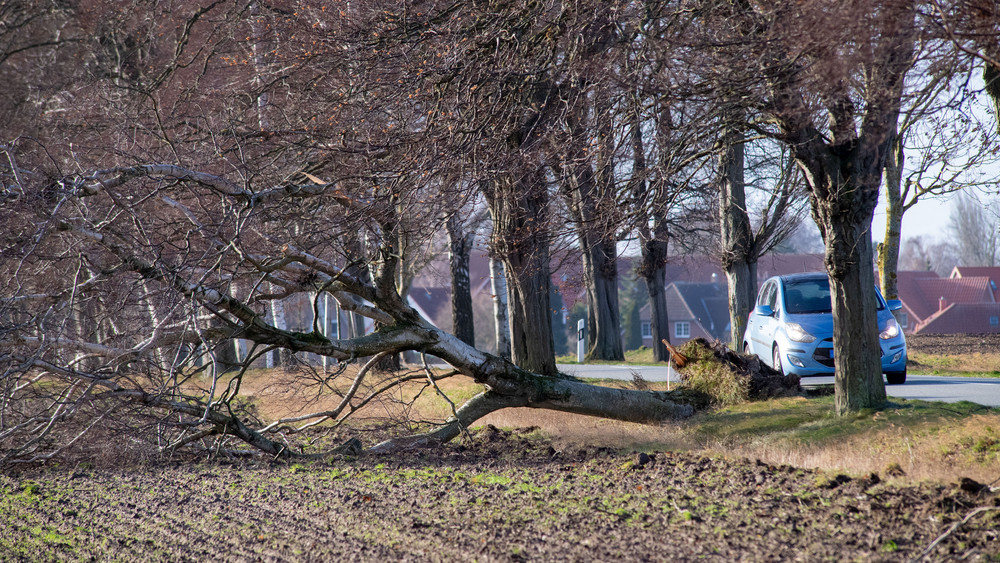 Ein umgestürzter Baum am Rande eines Feldes.