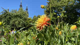 Feiern im Blumenmeer: Dahliengartenfest in Fulda