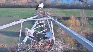 Mainzer Störche hautnah: Live-Webcam mit Blick ins Storchennest