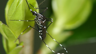 Experten warnen vor Ausbreitung der Asiatischen Tigermücke