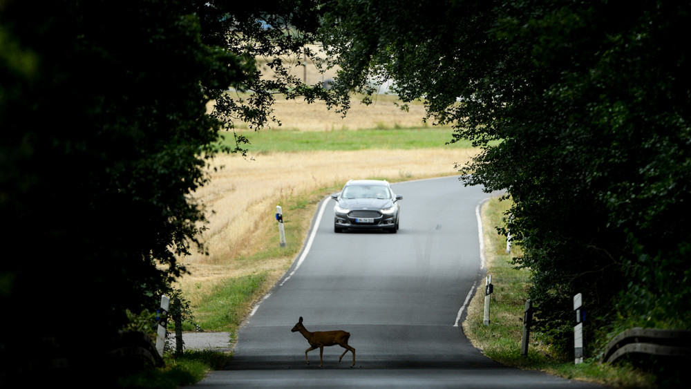 Die Polizei sagt: Läuft ein Wildtier über die Straße, vorsichtig bremsen, aber nicht ausweichen. 