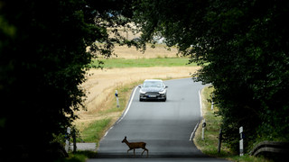 Im Hormonrausch auf Straßen: Brunftzeit der Rehe hat begonnen