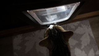 Ausgangssperre für Katzen in Walldorf: Hausarrest endet nach 4 Monaten