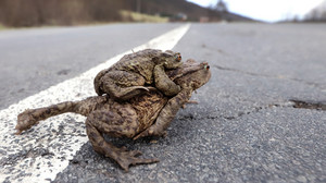 Amphibienwanderung startet wieder, Autofahrer sollten langsam fahren