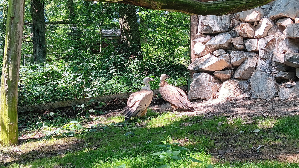 Zwei Gänsegeier sitzen in einer Voliere der Greifenwarte im Wildtierpark Edersee.